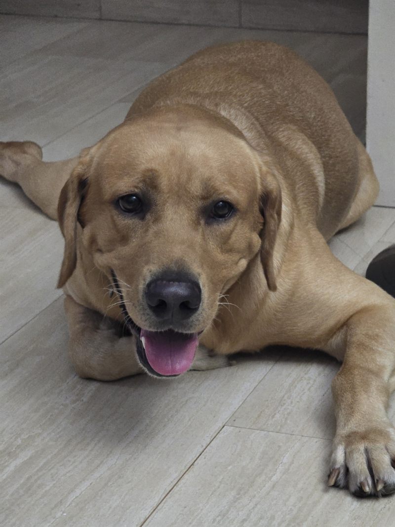 Eggtart, a yellow Labrador, lying on the floor